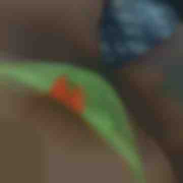 Scarlet Fire - Acompanhante (Foto 15)